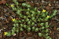 Four-leafed-Pigweed-plant