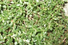 Leaves-of-Four-leafed-Pigweed