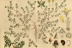 Plant-Illustration-of-Four-leafed-Pigweed
