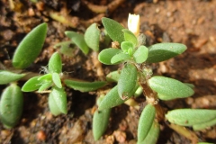 Sapling-of-Four-leafed-Pigweed