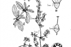 Sketch-of-Four-leafed-Pigweed