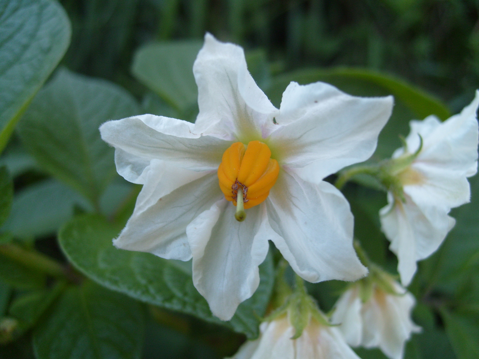 Close-up-flower-of-Potato
