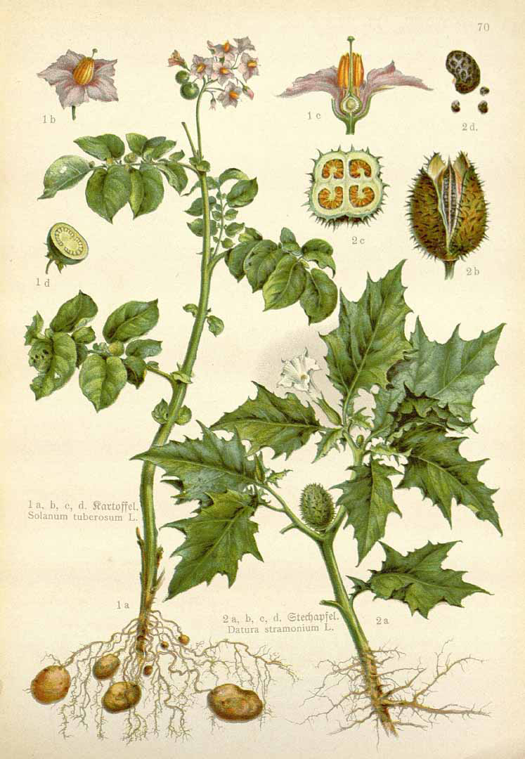 Plant-illustration-of-Potato