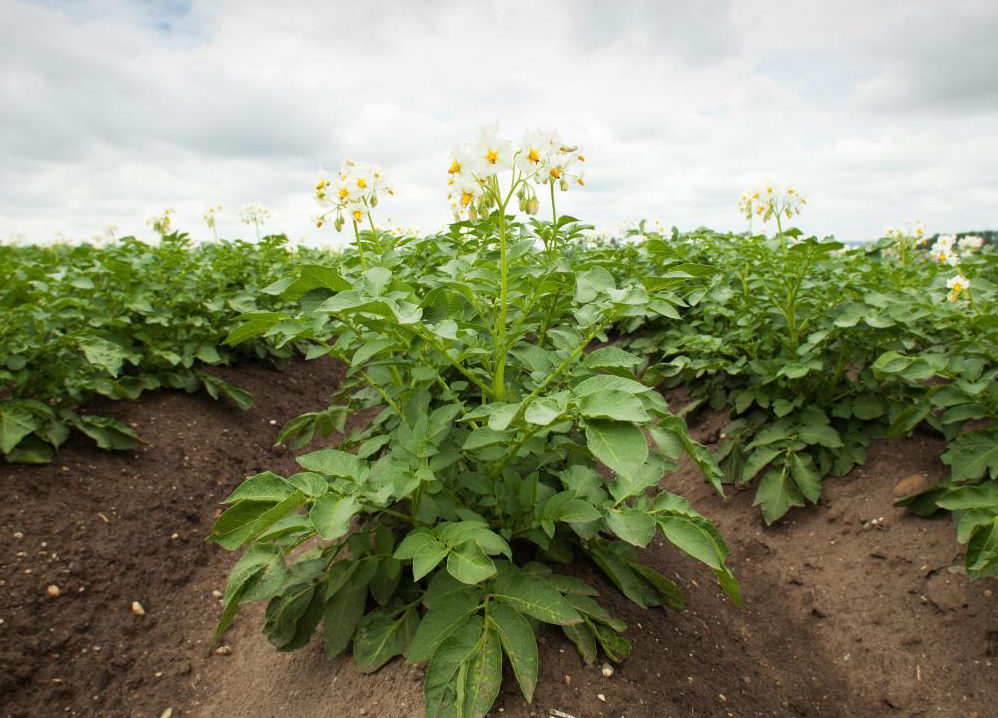Potato-plant