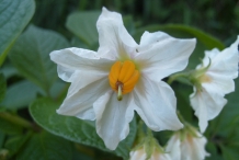 Close-up-flower-of-Potato