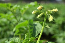 Flower-bud-of-Potato