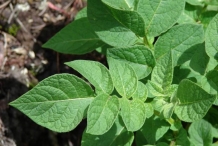 Leaves-of-Potato
