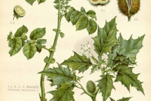Plant-illustration-of-Potato