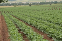 Potato-farm