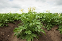 Potato-plant