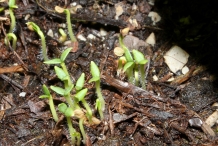 Potato-seedlings