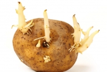 Potato-sprouts