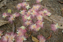 Flower-of-Powder-Puff-Tree--falling-on-the-floor