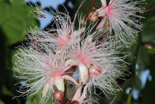 Flower-of-Powder-Puff-Tree