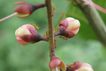 Flowering-buds-of-Powder-Puff-Tree
