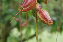 Fruits-of-Powder-Puff-Tree