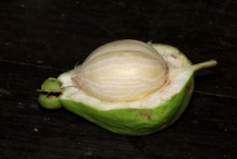 Half-cut-fruit-of-Powder-Puff-Tree