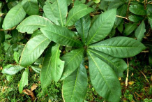 Leaves-of-Powder-Puff-Tree