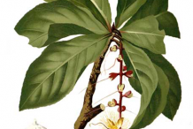 Plant-Illustration-of-Powder-Puff-Tree