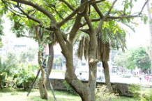 Powder-Puff-Tree