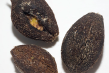 Seeds-of-Powder-Puff-Tree