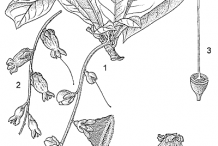 Sketch-of-Powder-Puff-Tree