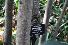 Trunk-of-Powder-Puff-Tree]