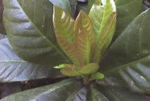 Young_leaves-of-Powder-Puff-Tree