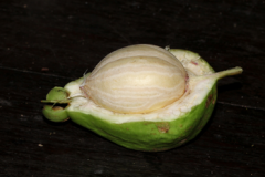 Half-cut-fruit-of-Powder-Puff-Tree