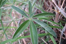 Leaves-of-Prairie-turnips