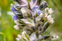Prairie-turnips-close-up-flower