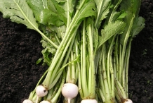 Root-of-Prairie-turnips