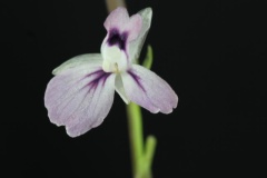 Closer-view-of-flower-of-Prayer-plant