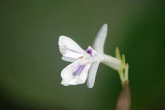Flower-of-Prayer-plant