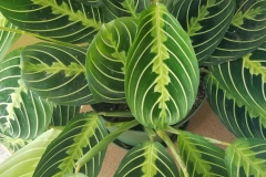 Leaves-of-Prayer-plant