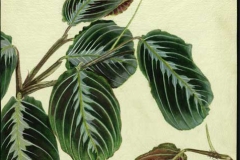Plant-Illustration-of-Prayer-plant