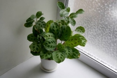Prayer plant-grown-in-pot