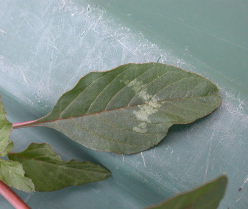 Leaves-of-Prickly-Amaranth