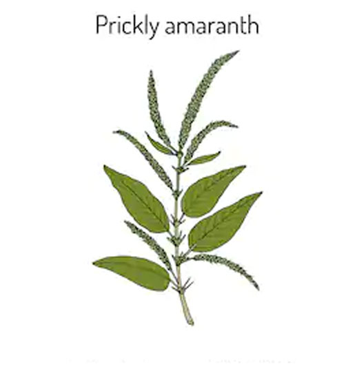 Plant-Illustration-of-Prickly-amaranth
