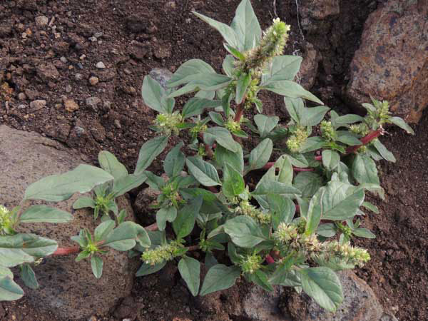 Prickly-Amaranth-plant