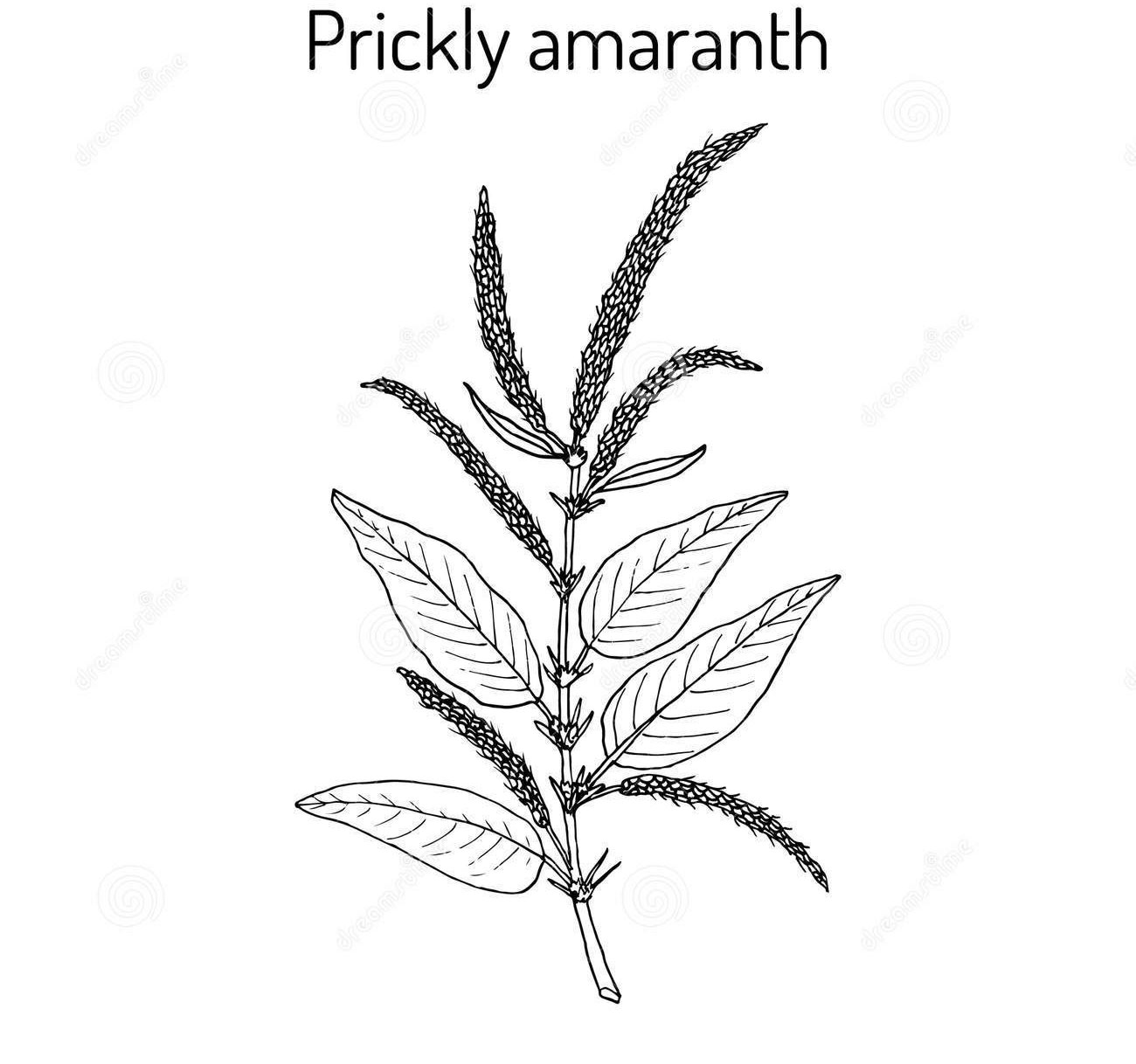 Sketch-of-Prickly-Amaranth