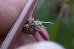 Female-Flower-Clusters-of-Prickly-amaranth
