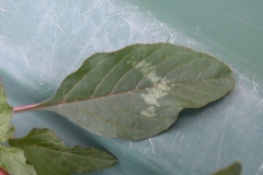 Leaves-of-Prickly-Amaranth