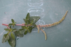Male-Flower-Clusters-of-Prickly-Amaranth