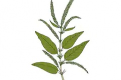 Plant-Illustration-of-Prickly-amaranth