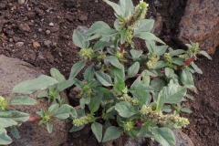 Prickly-Amaranth-plant