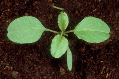 Prickly-Amaranth-saplings