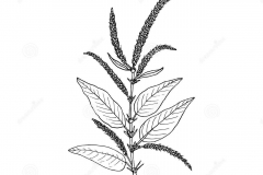 Sketch-of-Prickly-Amaranth