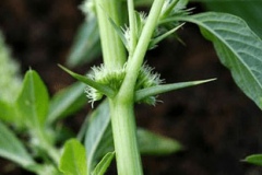 Spines-of-Prickly-Amaranth