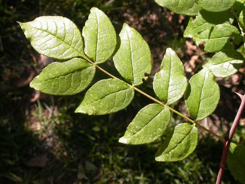 Leaves-of-Prickly-Ash-plant